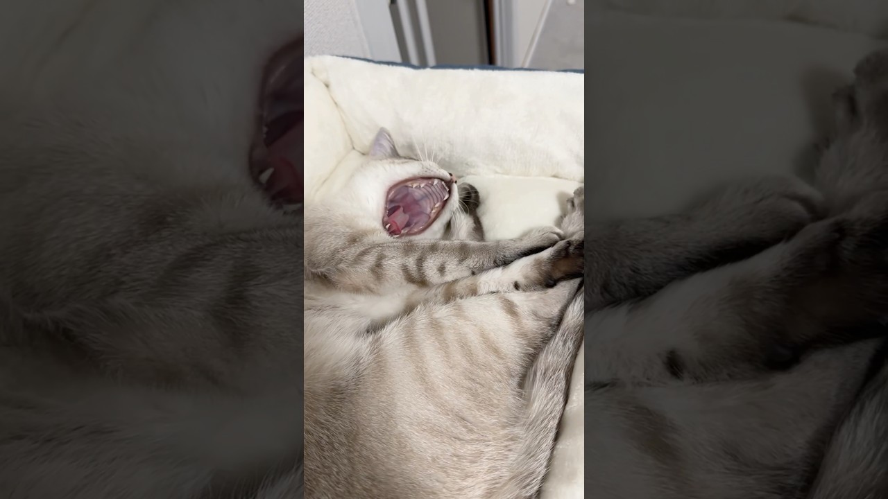 寝ながら毛づくろいする猫　#シャムトラ  #元保護猫 #シャムミックス  #cat #猫耳 #kitten  #猫耳 #siamese mix