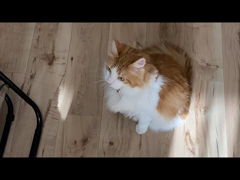 お部屋に戻って猫タイム！【マリー（メインクーン）】