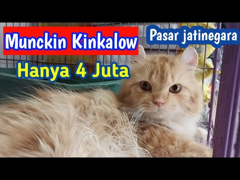 Intip  Harga Kucing di pasar Jati Negara ❗ Ada Yang 4 Juta