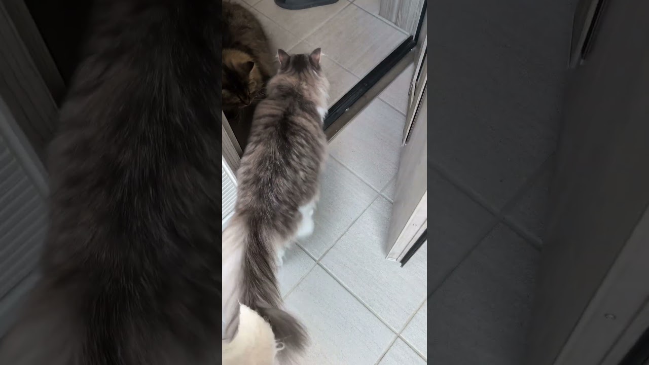 やってしまった。真冬に猫が！！【ノルウェージャンフォレストキャット】＃Shorts