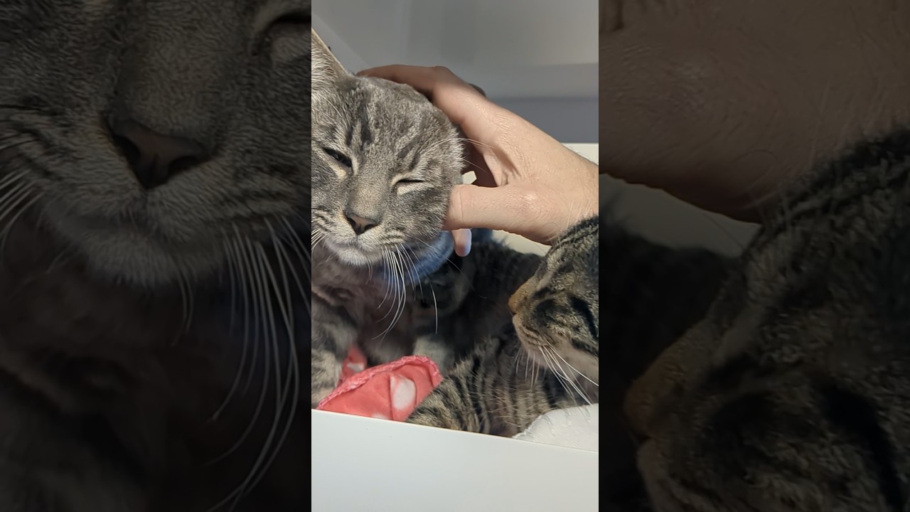 This bonded pair from LA were the sweetest 6 month old cats