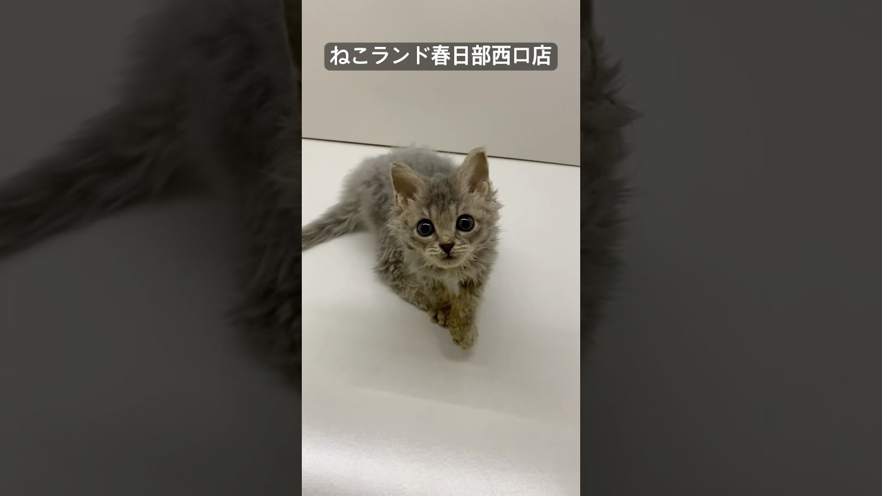 【子猫販売】#セルカークレックス #子猫 #cat #ねこランド #春日部