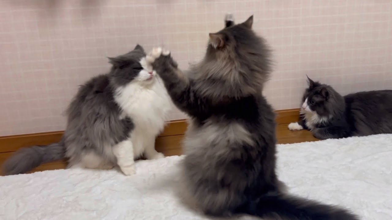 【日常✨】個性豊かなもふ猫たちの、賑やかな日常！！！ノルウェージャンフォレストキャットとターキッシュアンゴラ