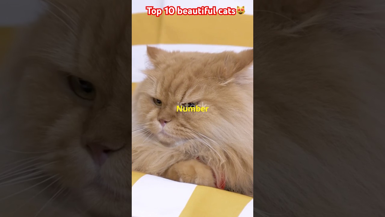 Top 10 most beautiful cat breeds in the world😻#shorts #viralshorts