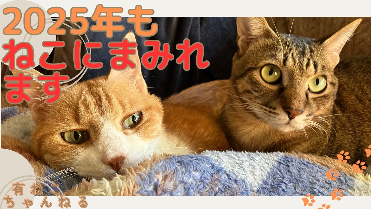 【保護猫動画】14匹の猫たちに2025年もまみれますよ #cat #protectioncat #lovecats