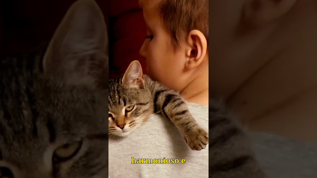 Seja Mais Feliz com Gatos no Seu Lar #shorts