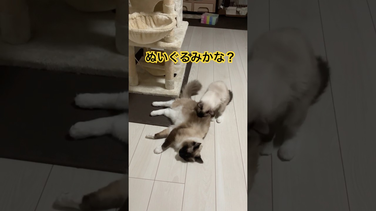 転がってる猫が気になる猫 #ragdolls #cats #shorts #ラグドール #猫のいる暮らし #ショート