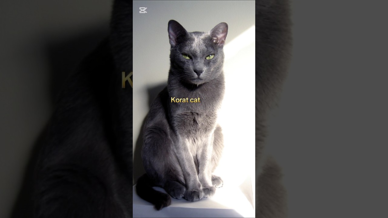 Beautiful cat 😺 😍😍 #animals #shorts #youtubeshorts