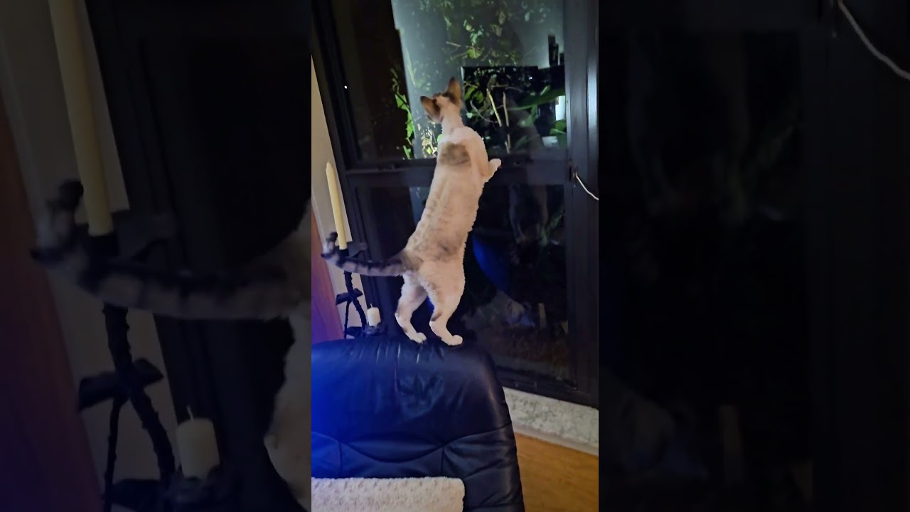 Trio Of Devon Rex Cats Go Wild #shorts