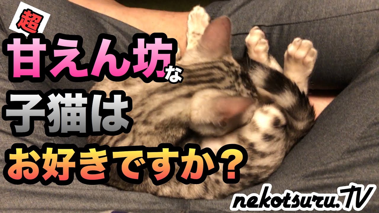【子猫】超甘えん坊な子を紹介します！ベンガル猫はなつく！かわいい！【ねこつる】