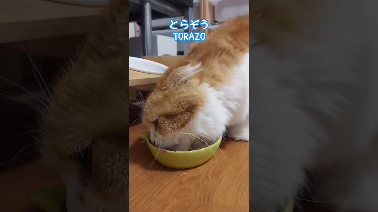 ごちそうさまでした♥️ always hungry #猫 #ねこ #ネコ #cat #cats #猫のいる暮らし #shorts #short #スコティッシュフォールド