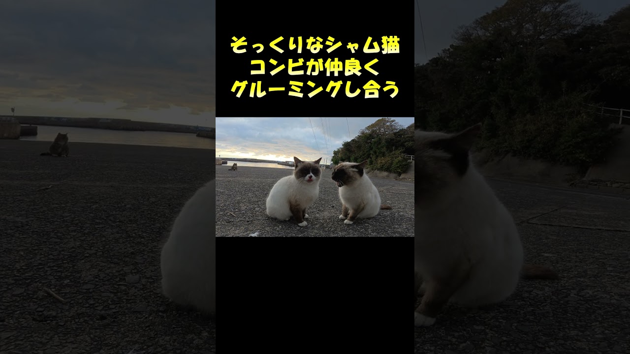 そっくなシャム猫コンビが仲良くグルーミングし合う #猫 #cat #ネコ