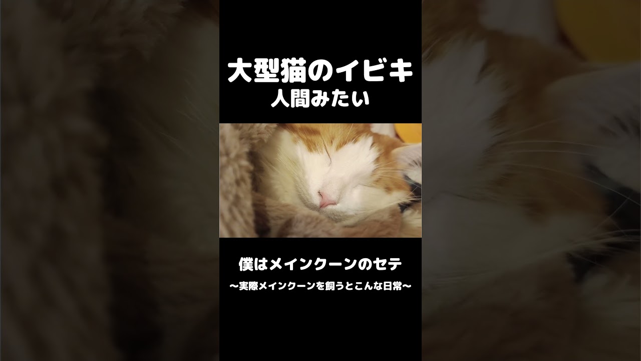 人間みたいにイビキかく猫 #猫のいる暮らし #メインクーン #mainecoon #cat