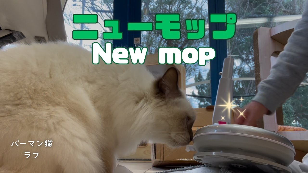 バーマン猫ガブとラフ【ニューモップ】New mop（バーマン猫）Birman/Cat
