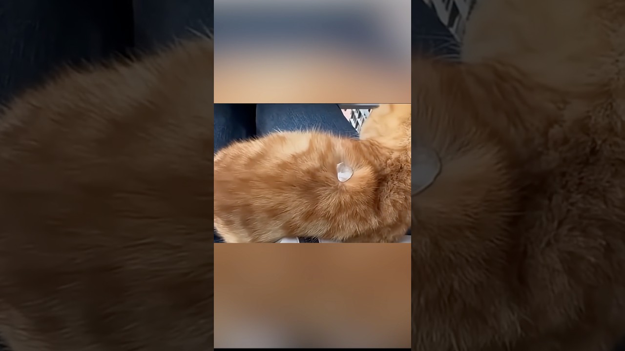 香箱座りしてる猫に水かけても気づかないらしい　#ルトロゼ #ベンガル #cat