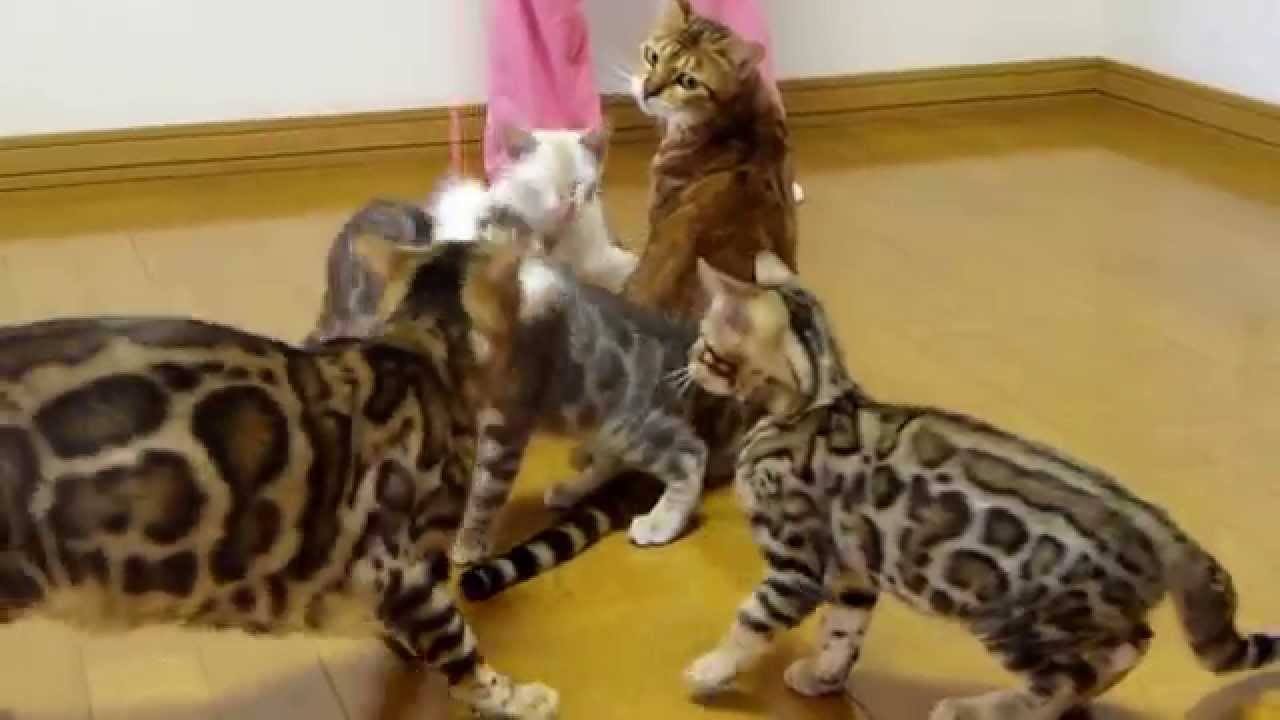 ベンガル猫　子猫より必死に大人が遊んでる
