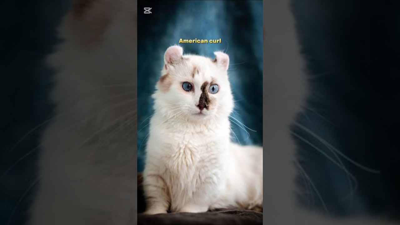 Beautiful cat breeds 🥰🥰 #shorts #animals #cat
