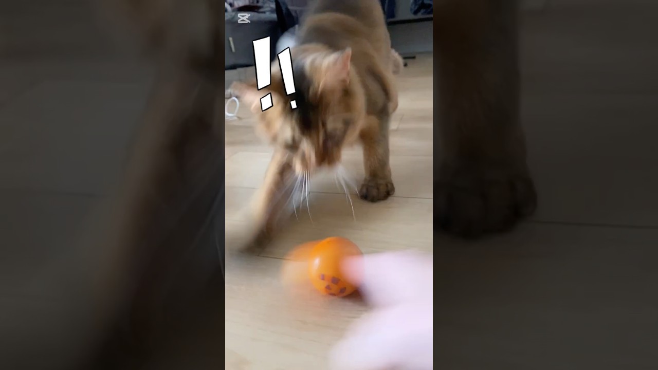 忍者 #cat #ソマリ #猫のいる暮らし #ねこの動画 #ねこ #ねこ動画 #こねこのいる暮らし #子猫