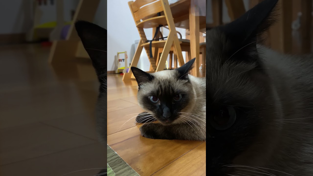 【2025.01.17】今日のシャム猫のふくさん（音無し）【たぬき猫】 #shorts