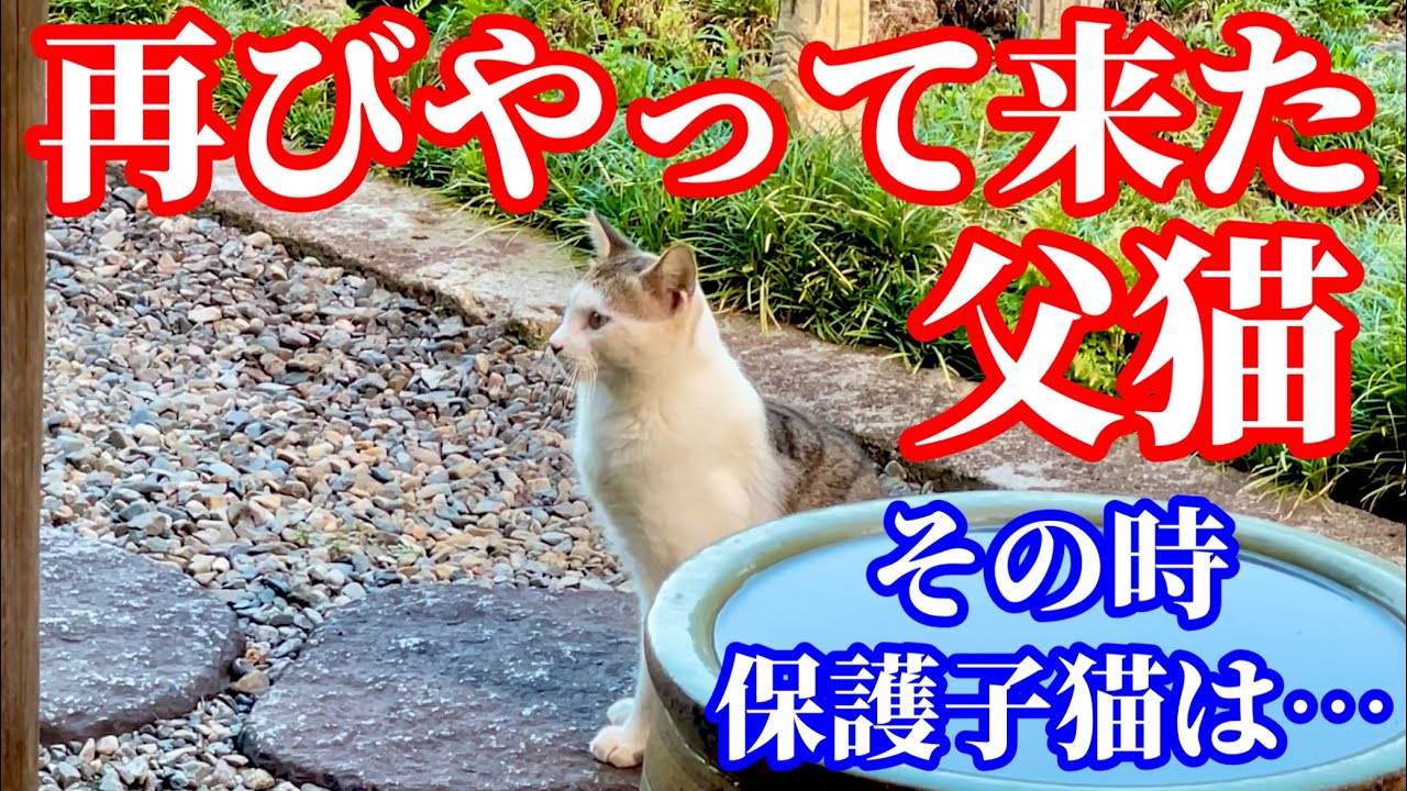 保護した子猫の父猫が我が子を見にやって来ました
