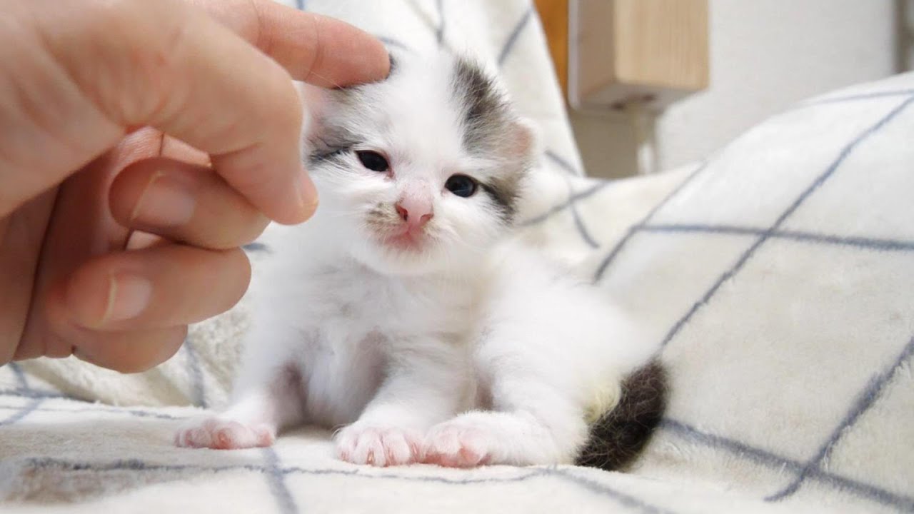 子猫の頭をチョンとするとうっとり眠りにつくのでした【赤ちゃん猫　保護猫】