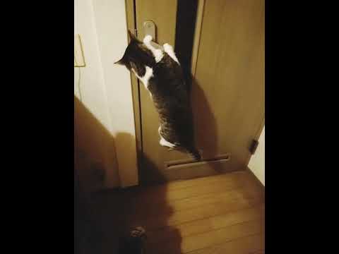 自力でドアを開ける猫