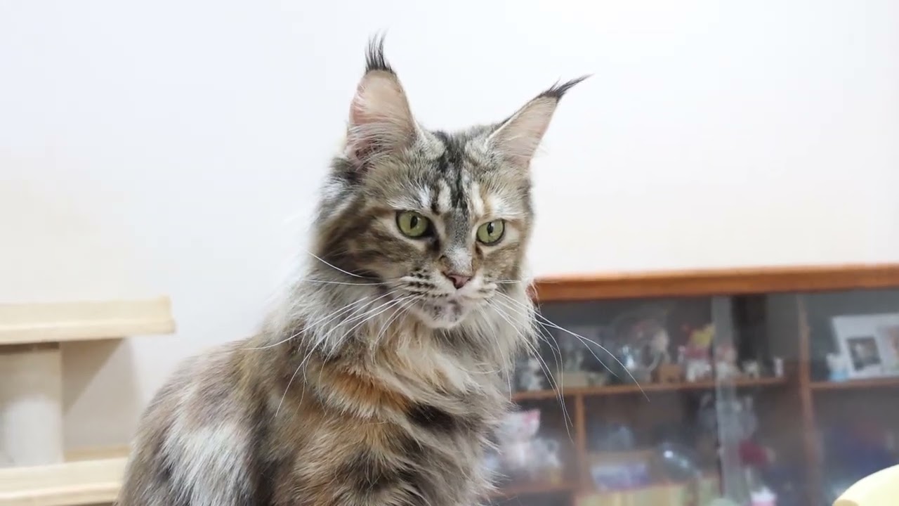 トービーのメインクーンイドゥナさん2才