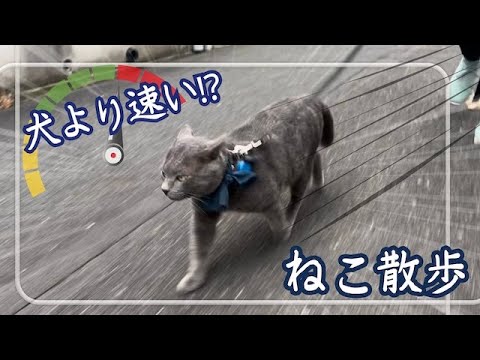 犬みたい!? 散歩大好き 保護猫 ロシアンブルー
