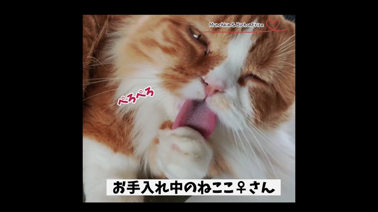 【マンチカン】美意識の高い女王猫 【犬と猫、両方飼ってると毎日かわいい♥】