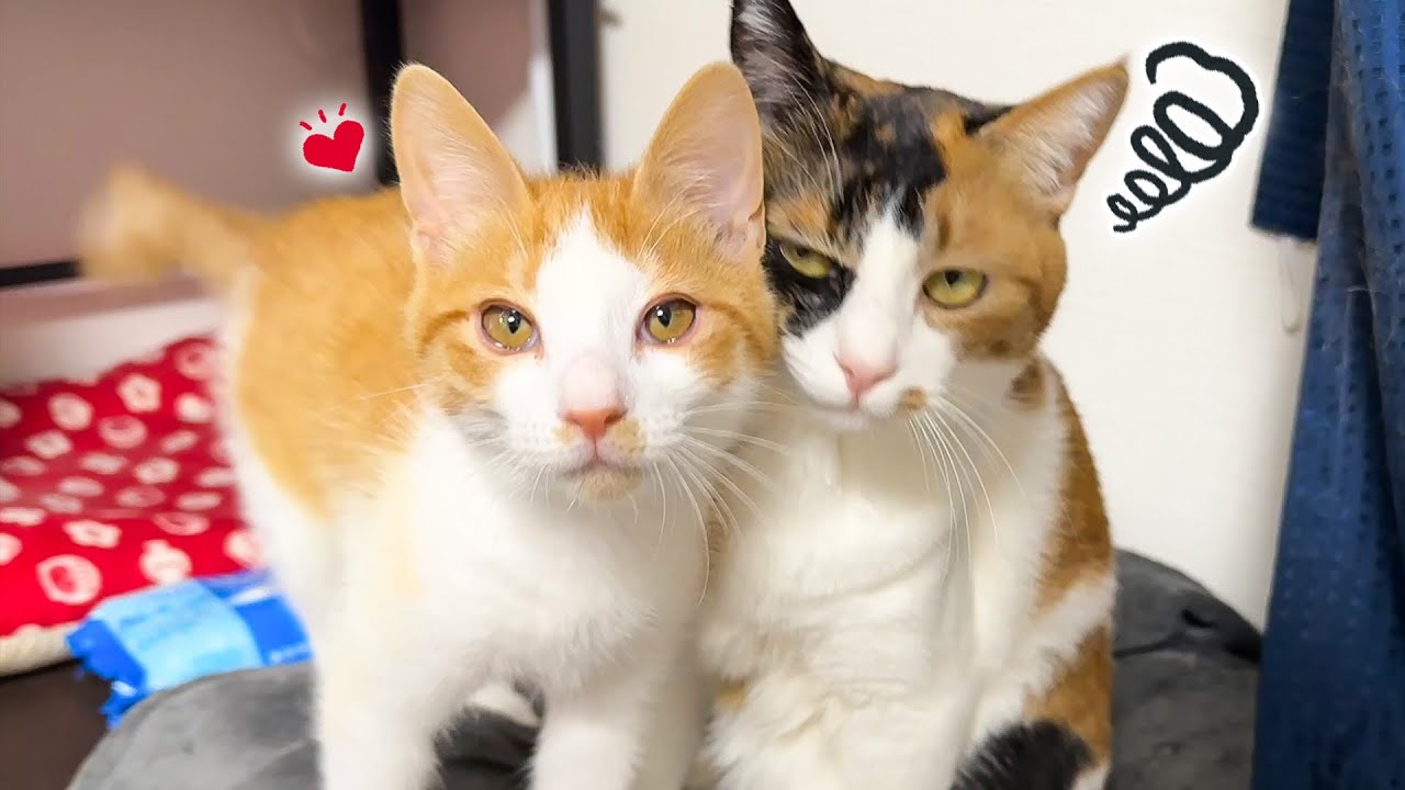 飼い主の知らない間に険悪な仲だった子猫たちの関係が急変していました…！！