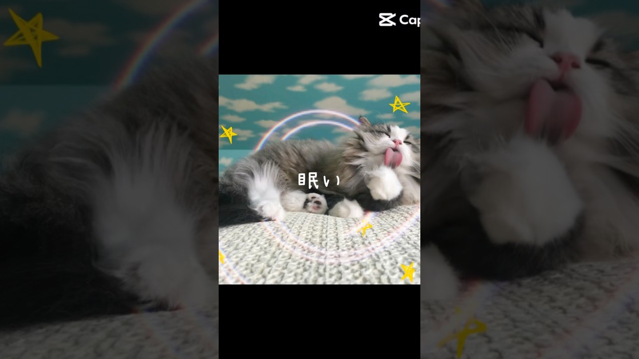 我が家の猫たちはいつも床に転がっています#ラガマフィン #スコティッシュフォールド #オーガニックカフェ #ドッグカフェ #トイプードル #寺島ゆかりバレエクラス #バレエ #ballet