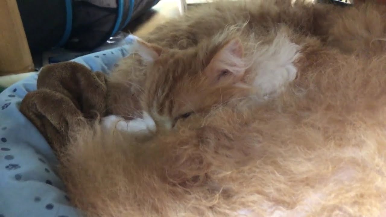 Spooning for a nap「1つのベッドで小さくなってお昼寝」#short
