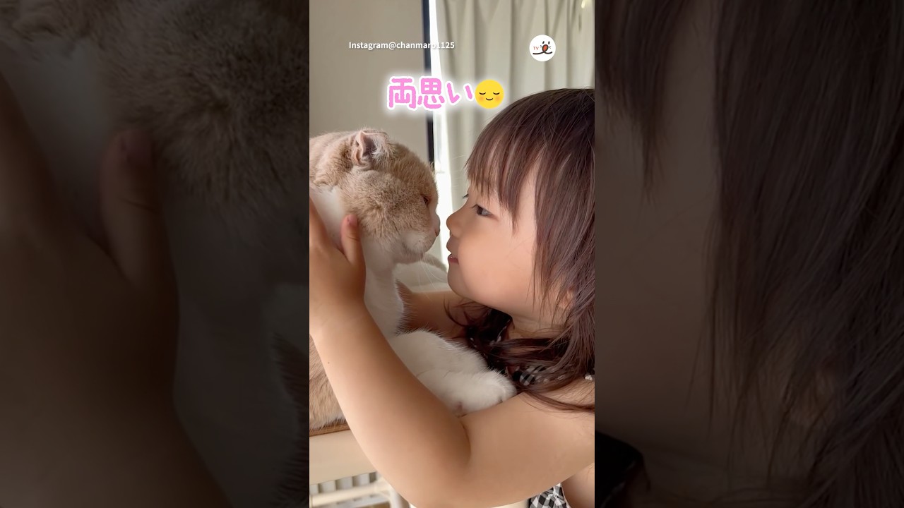 お鼻でご挨拶💕｜PECO #スコティッシュフォールド #猫 #愛猫家 #猫のいる暮らし #scottishfold #cat #catlover #catlife