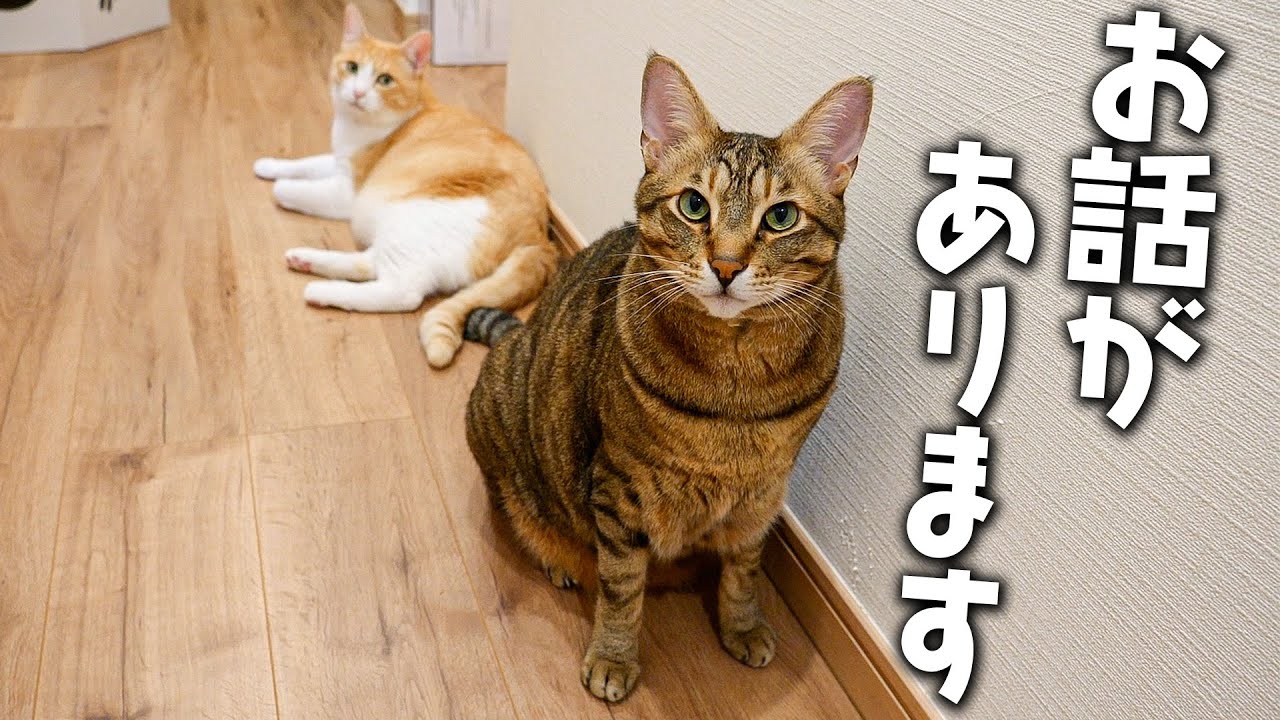 急に猫が「ついてこい」と言うので後ろを追いていった結果…