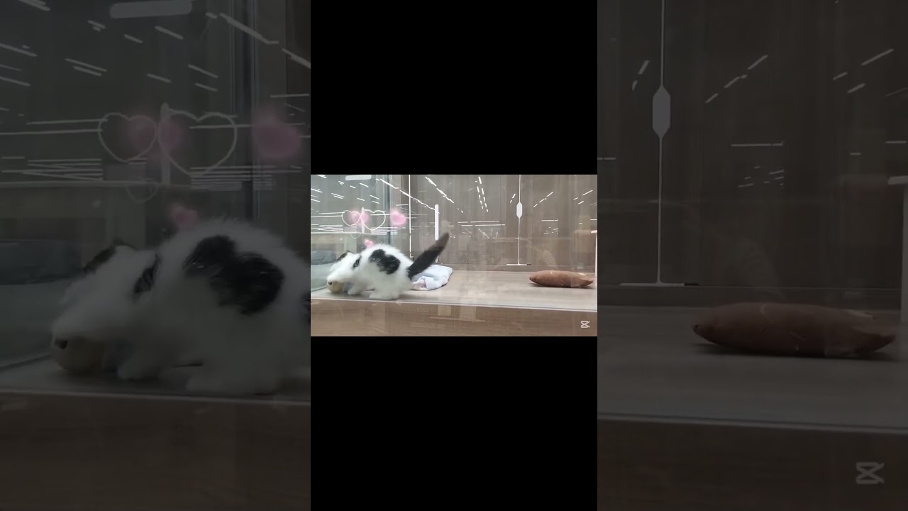 背中にハート柄😻激カワマンチカン😺【横浜ペットショップ ベルドック】#shorts #猫動画 #猫のいる暮らし #マンチカン