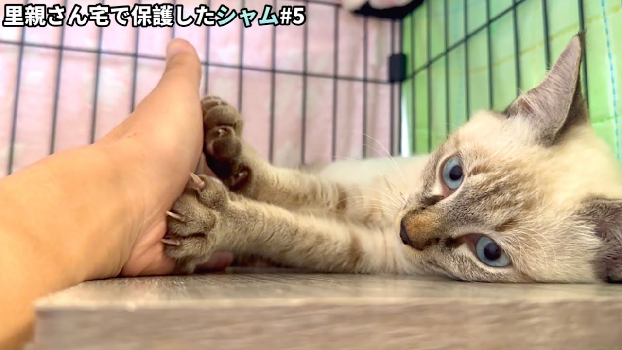 もうちょっとなのに…あと一歩の勇気が振り絞れない甘えん坊の保護猫がこうなりました