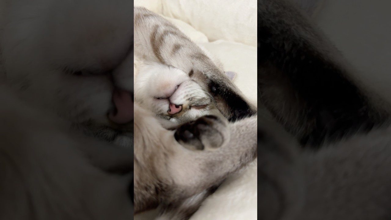 寝ながらクチャクチャいう猫　#クチャラー猫 #シャムトラ  #元保護猫 #シャムミックス  #cat #猫耳 #kitten  #猫耳 #siamese mix