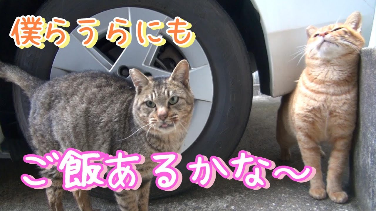 ねこ食堂うら・おもて