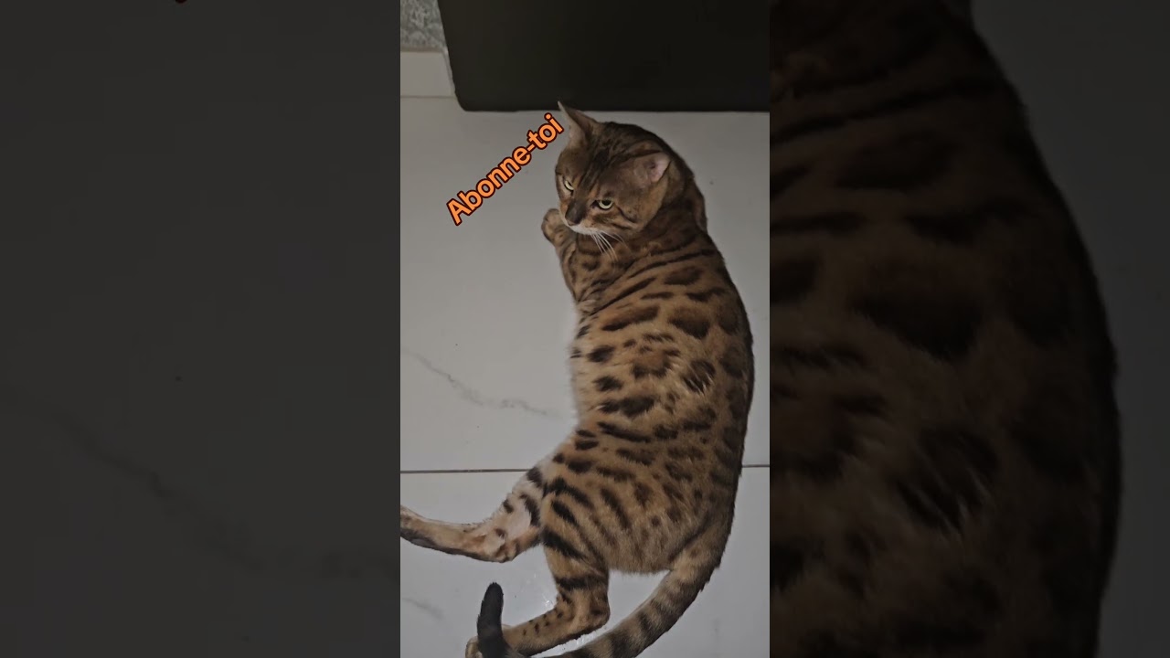 En un mot pour mon Bengal#chat #bengalsnow #bengalsilversnowlynx #bengalbrowntabby #VideoViral