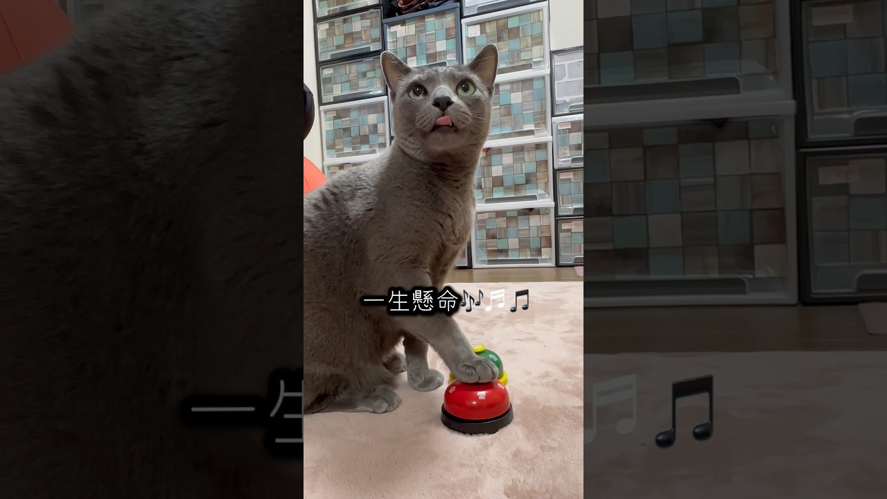 【ロシアンブルー】食いしん坊めろん〜ベル🛎️見つけると押しに行きます🤭【猫】#shorts