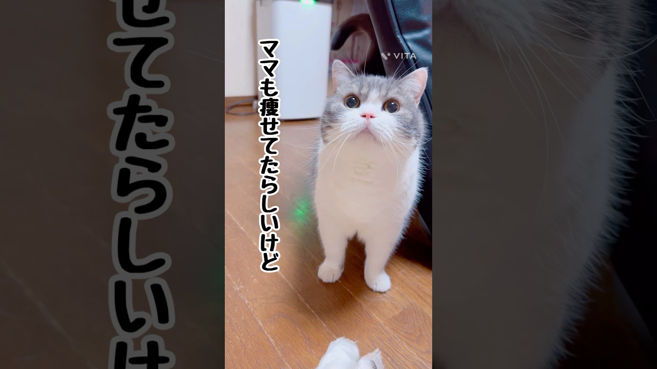 【昔の姿は‥】#猫 #猫のいる暮らし #スコティッシュフォールド #shorts