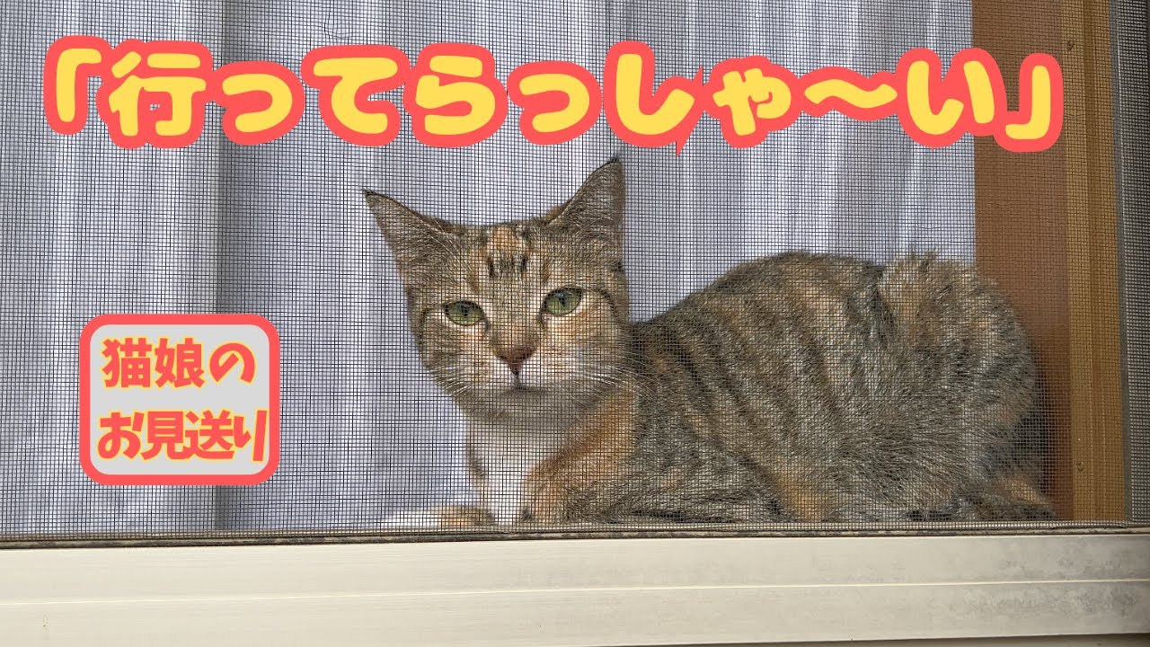 可愛いちょこの不思議な行動だらけのある日【猫娘・三女ちょこ】