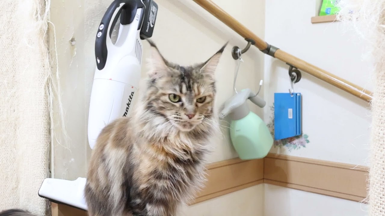 トービーのメインクーンイドゥナさん2才