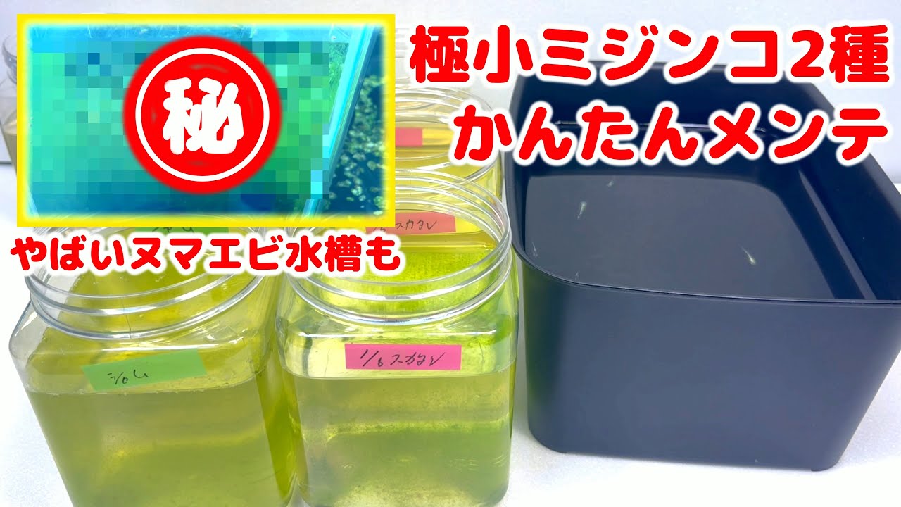 【シャムミジンコ】極小ミジンコ2種の簡単メンテとメダカへの給餌方法はこれ！ 仰天！ミナミヌマエビ水槽の紹介も！【スカシタマミジンコ】