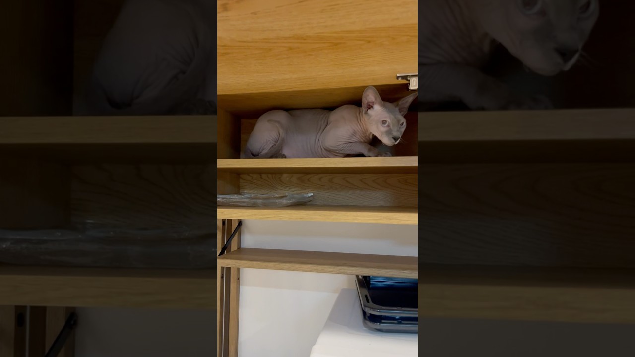 狭い場所に入り込む毛のない猫【スフィンクス】