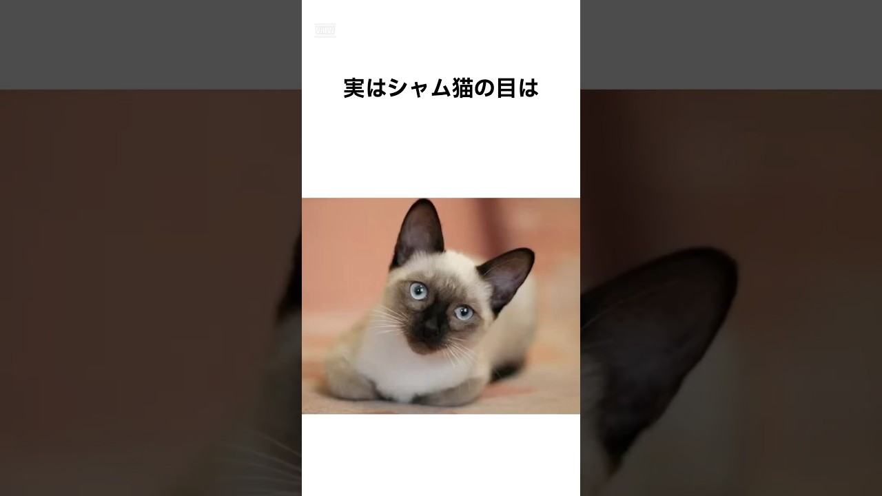 【可愛すぎる😢】シャム猫の雑学 #雑学 #猫 #shorts