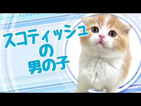 スコティッシュフォールドの子猫　（中之島）