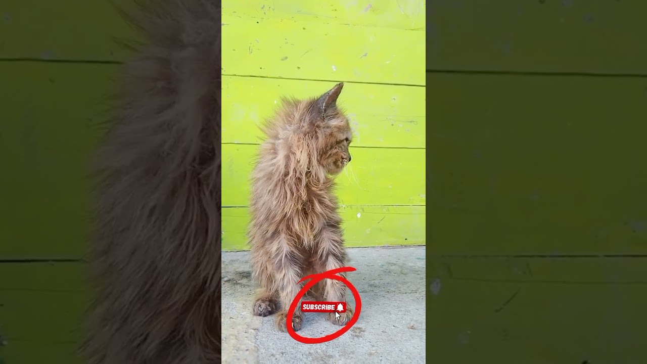 cat abandoned by its mother