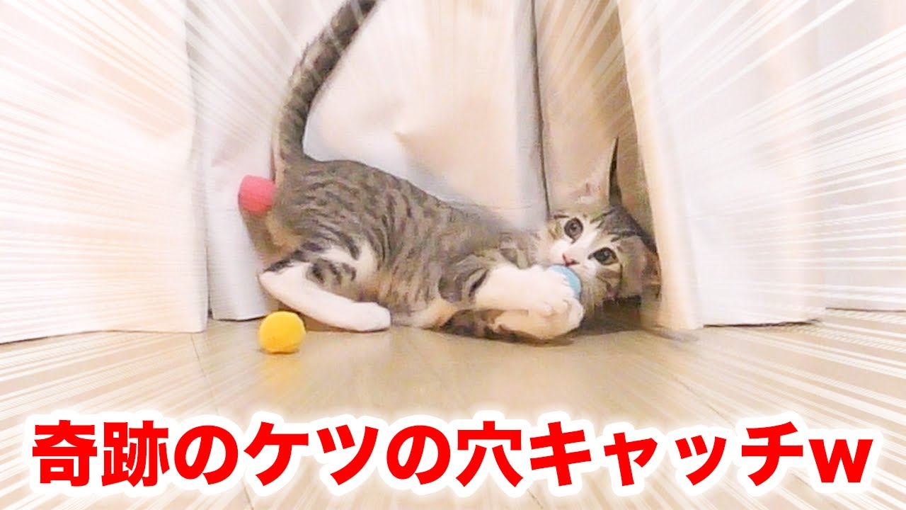 子猫にボールが飛び出るおもちゃをプレゼントしたら奇跡起きたwww