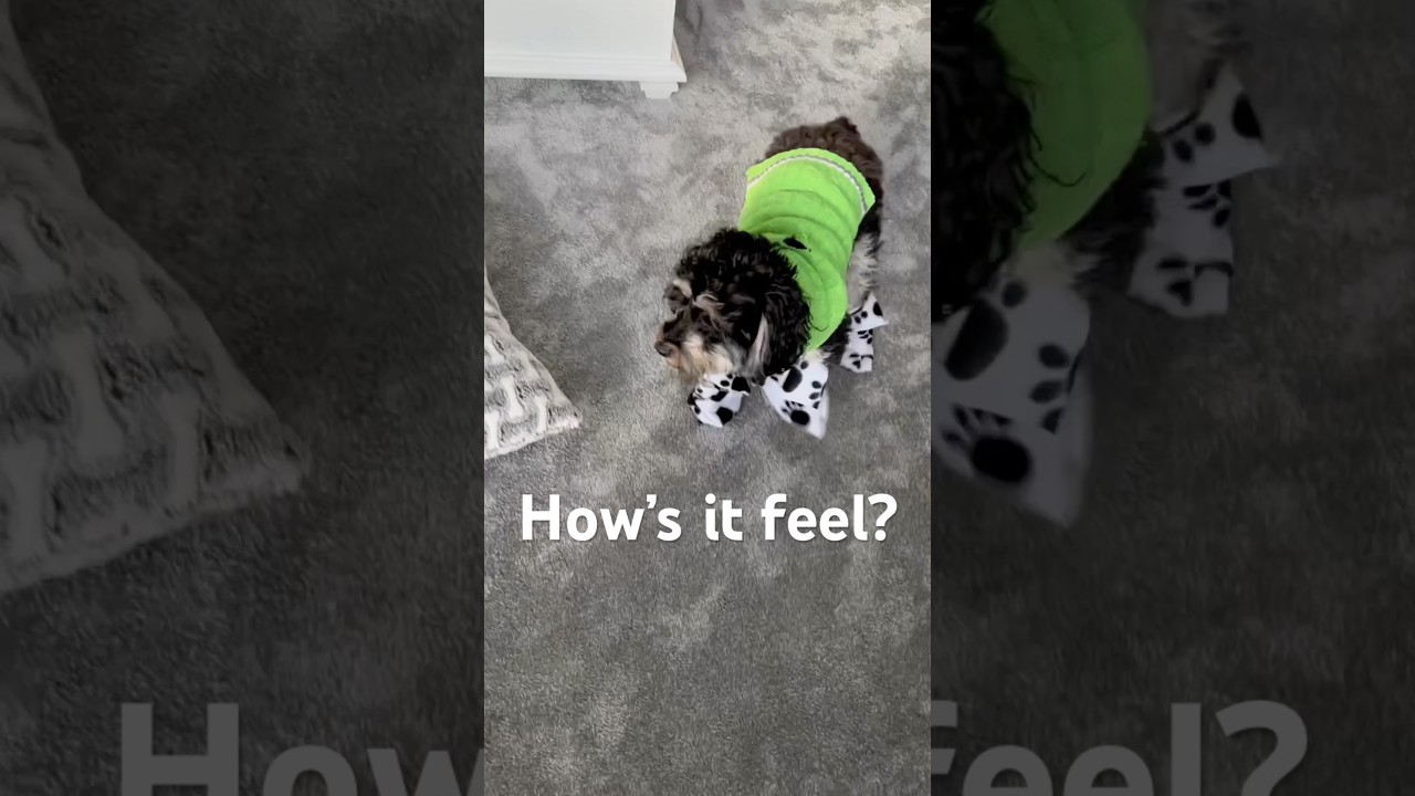 Macy tries homemade snow shoes! ❄️ #winter2025 #snowfall #cutedog #cutepuppy #warmup #doggie #puppy